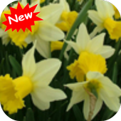 Daffodils icon