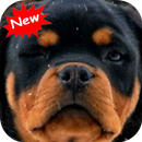 Giant dog APK