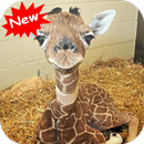 Giraffe APK