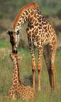 Giraffe ポスター