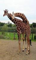 1 Schermata Giraffe