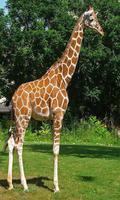 2 Schermata Giraffe