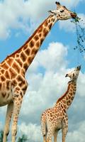 Giraffe 截图 3