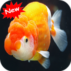 Goldfish icône