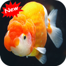 Goldfish APK