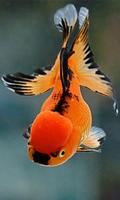 Goldfish Affiche