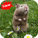 Hamster APK