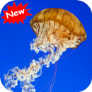 Jellyfish APK