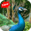 ”Peacock