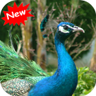 Peacock icône