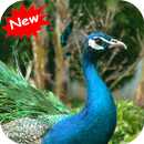 Peacock APK