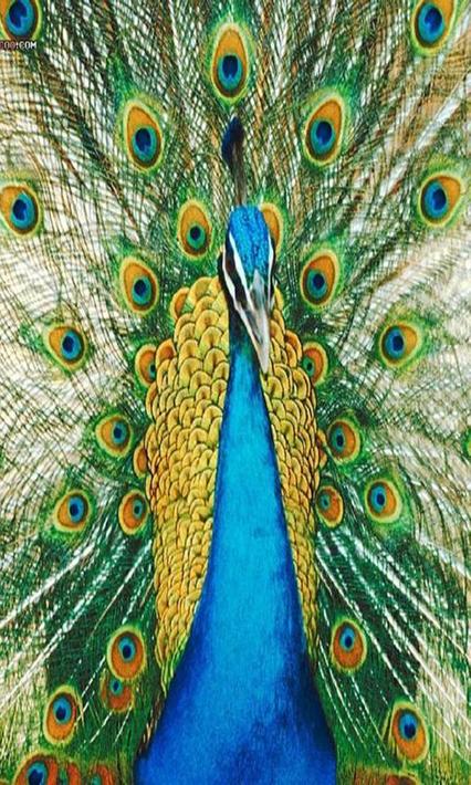 Peacock for Android - APK Download