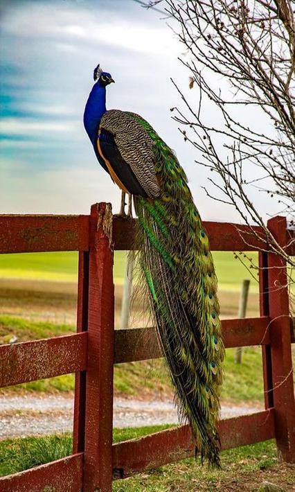 Peacock for Android - APK Download