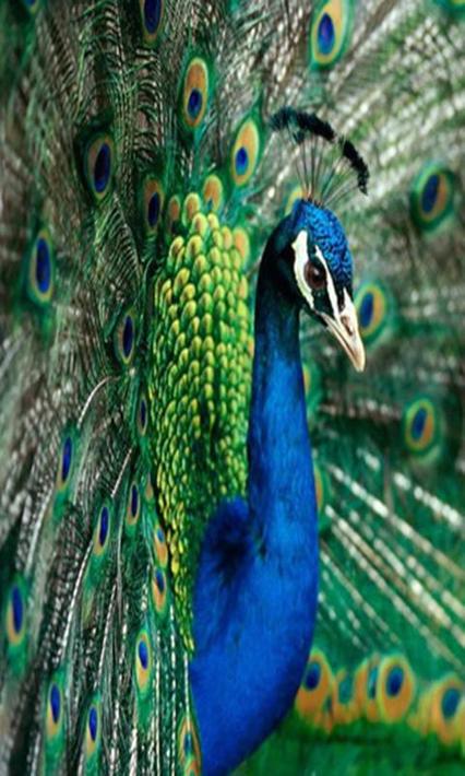 Peacock for Android - APK Download