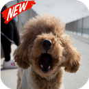 Poodle wallpaper APK