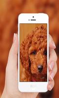 Poodle wallpaper screenshot 2