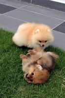 Pomeranian capture d'écran 2