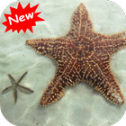 Starfish simgesi