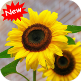 Icona Sunflower