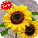 Sunflower APK