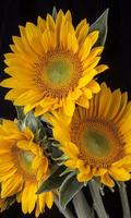 Sunflower Affiche