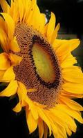 2 Schermata Sunflower