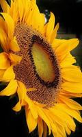 Sunflower screenshot 2