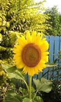 3 Schermata Sunflower
