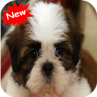 Shih Tzu ไอคอน