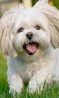 Poster Shih Tzu