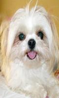 Shih Tzu اسکرین شاٹ 1