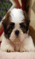 2 Schermata Shih Tzu