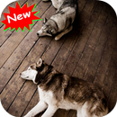 Siberian Husky APK