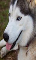 Siberian Husky Affiche