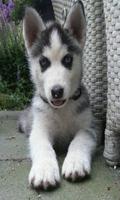 Siberian Husky 截图 1