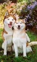 Siberian Husky ภาพหน้าจอ 2