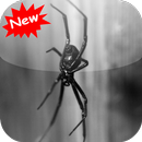 Spider APK