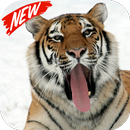 Tiger APK