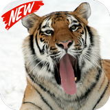 ikon Tiger