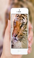 Tiger 포스터