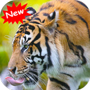 Tigers APK