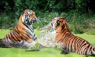 Tigers স্ক্রিনশট 3