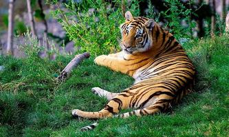 Tigers পোস্টার