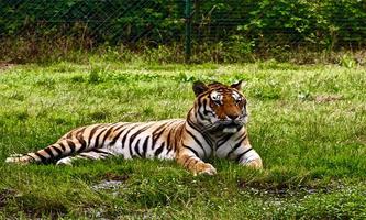 Tigers স্ক্রিনশট 2