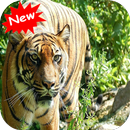 Tiger 2 APK