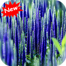 Verinica flower APK