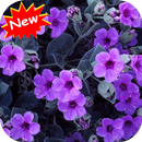 Violet flower APK