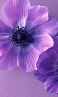 Violet flower स्क्रीनशॉट 3