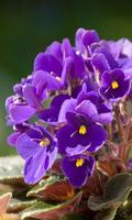 Violet flower पोस्टर