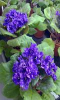 Violet flower स्क्रीनशॉट 1